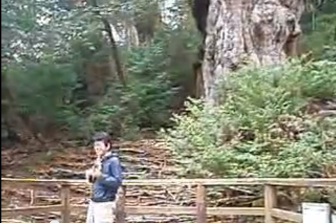 木でえらぶ